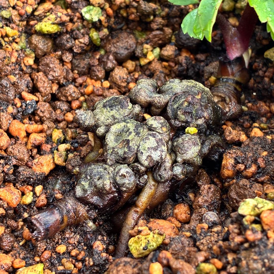 オ*ン様 ☘️超レア☘️❤️根充実❤️しっかり新芽❤️846Ash【ASHWOO