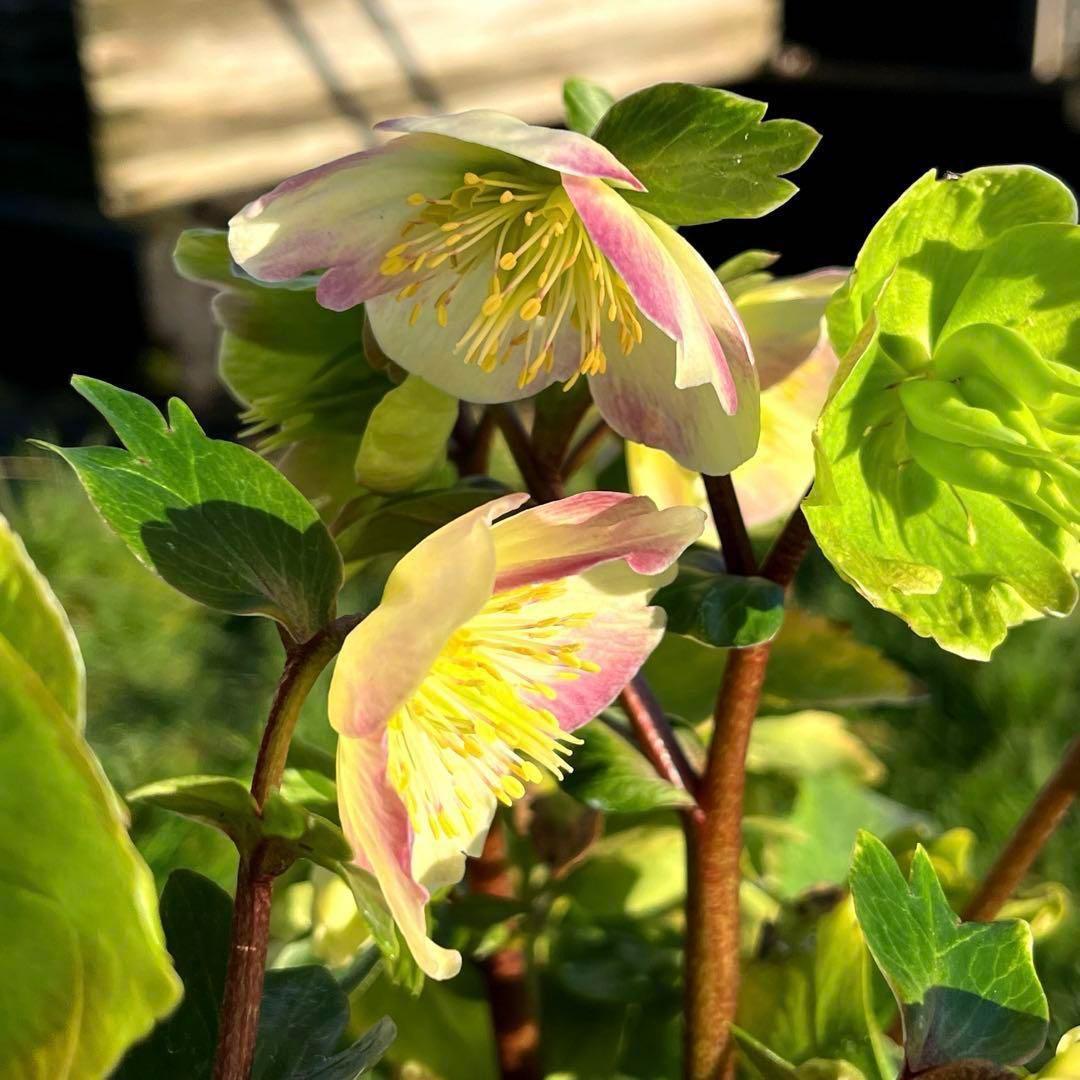 オ*ン様 ☘️超レア☘️❤️根充実❤️しっかり新芽❤️846Ash【ASHWOO