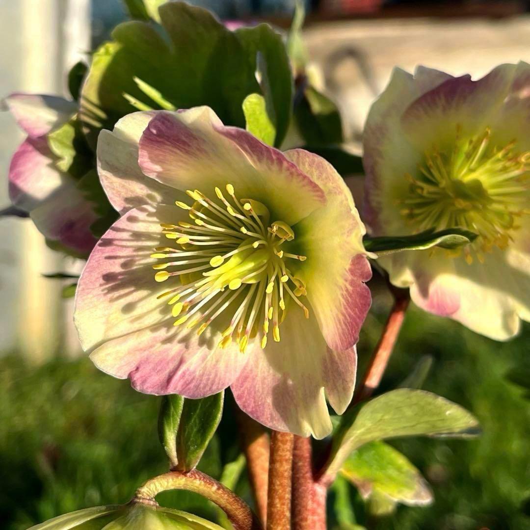 オ*ン様 ☘️超レア☘️❤️根充実❤️しっかり新芽❤️846Ash【ASHWOO