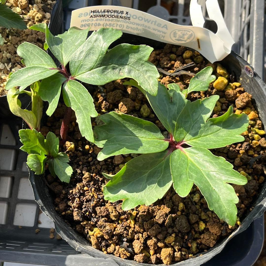 オ*ン様 ☘️超レア☘️❤️根充実❤️しっかり新芽❤️846Ash【ASHWOO