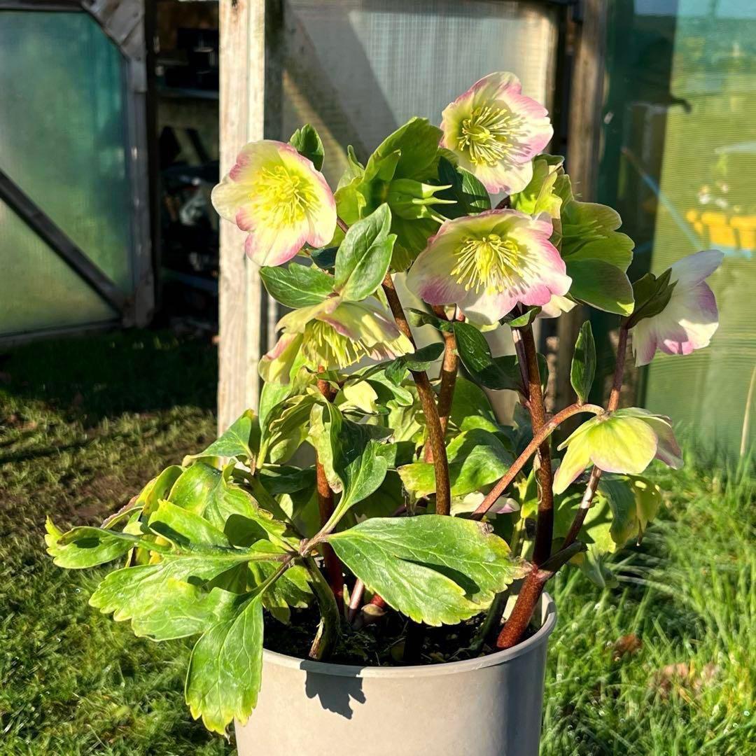 オ*ン様 ☘️超レア☘️❤️根充実❤️しっかり新芽❤️846Ash【ASHWOO