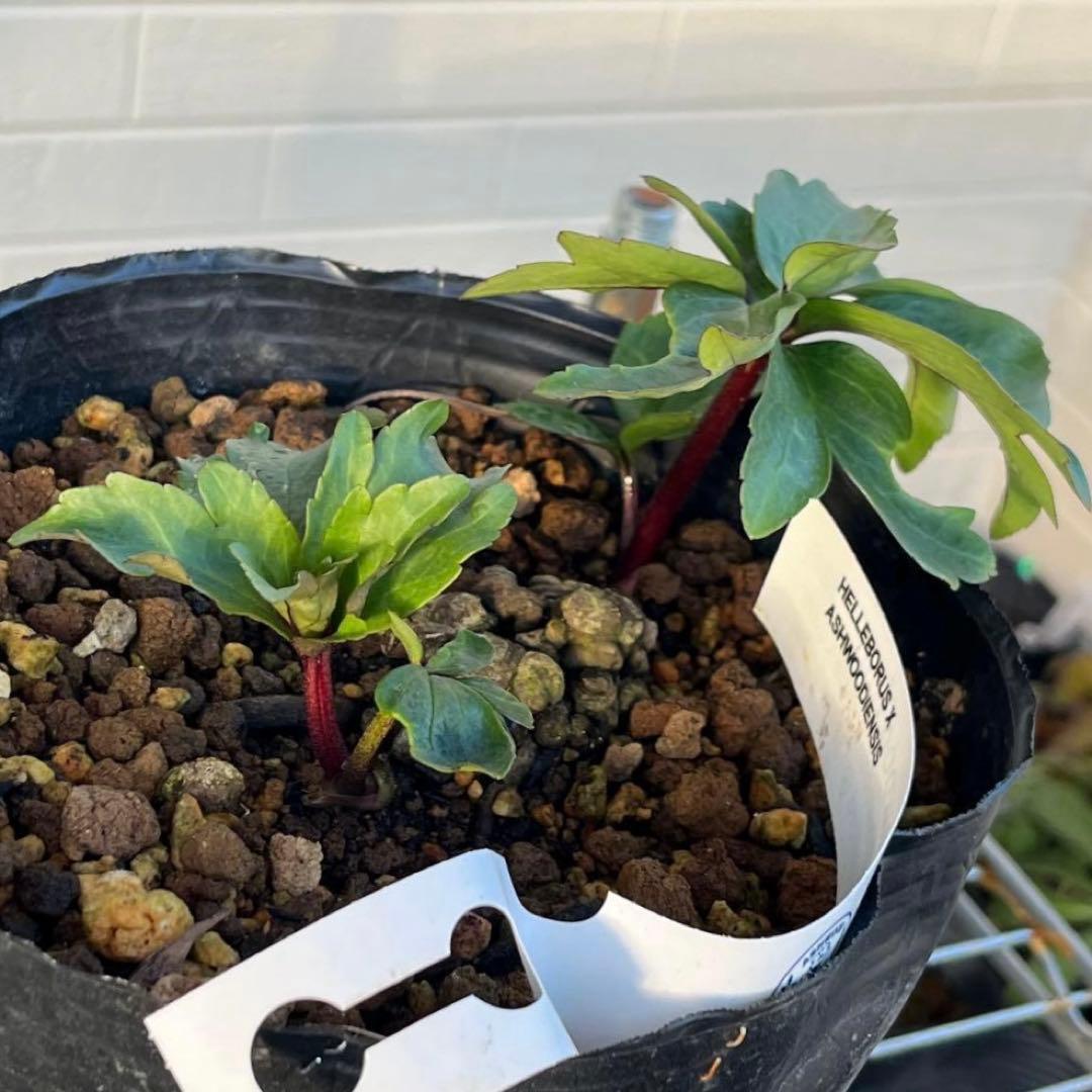 オ*ン様 ☘️超レア☘️❤️根充実❤️しっかり新芽❤️846Ash【ASHWOO