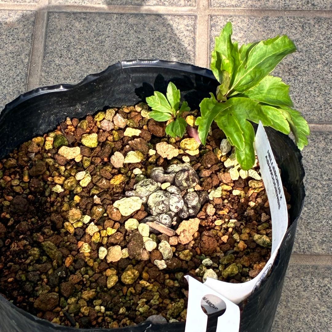 オ*ン様 ☘️超レア☘️❤️根充実❤️しっかり新芽❤️846Ash【ASHWOO