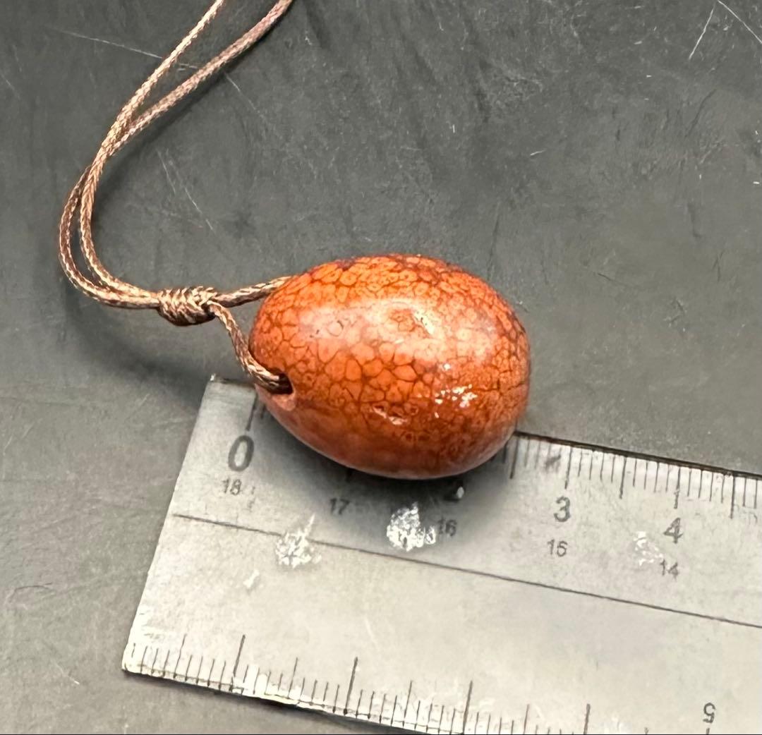 2026.2.5龍血魂珠　ダイナソーボーン（恐竜化石）