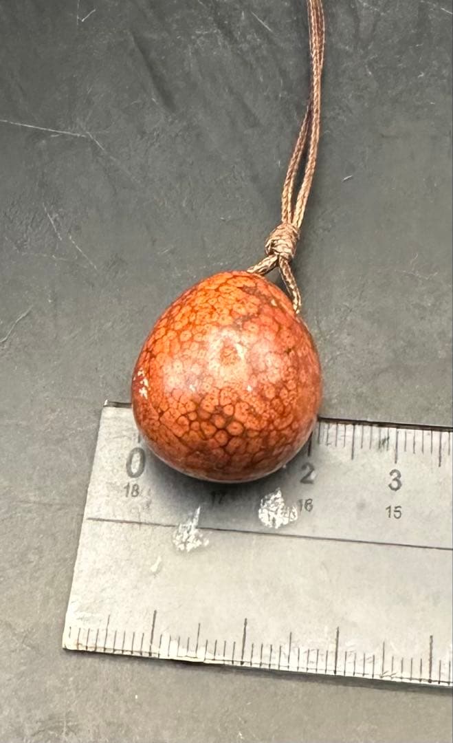 2026.2.5龍血魂珠　ダイナソーボーン（恐竜化石）