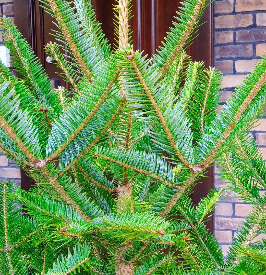 もみの木 モミの木 苗木 大型180cm❗整った樹形❗ 極太