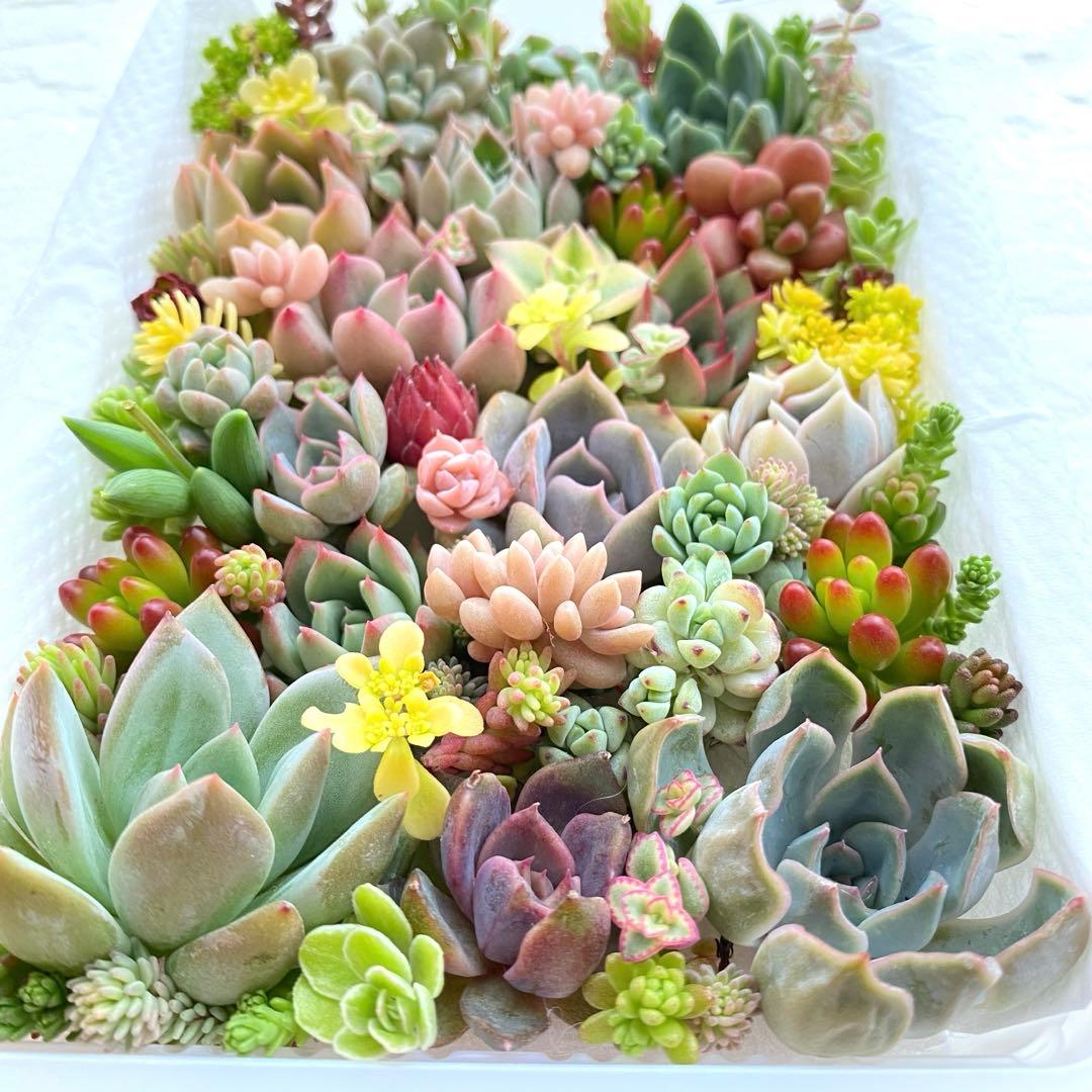 2 多肉植物 多肉弁当 詰め合わせ 寄せ植え セット 韓国苗 カット苗