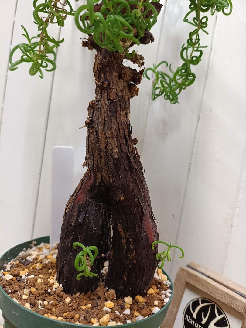 H051 超希少種発根済み メストクレマ ツベローサム 養生株