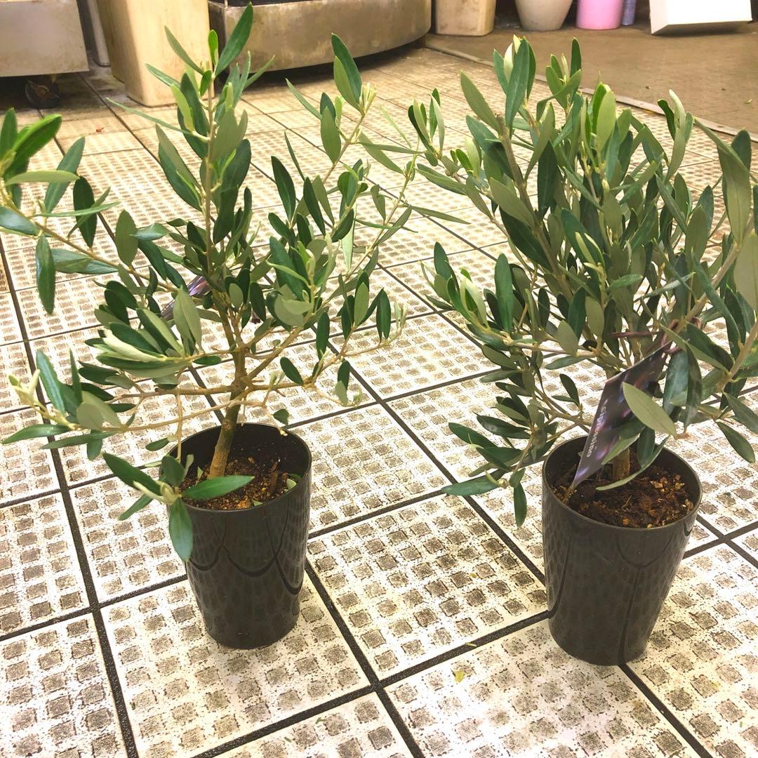 オリーブの木【SOUJU】シプレッシーノ 3寸 2鉢セット 幹太 現品発送