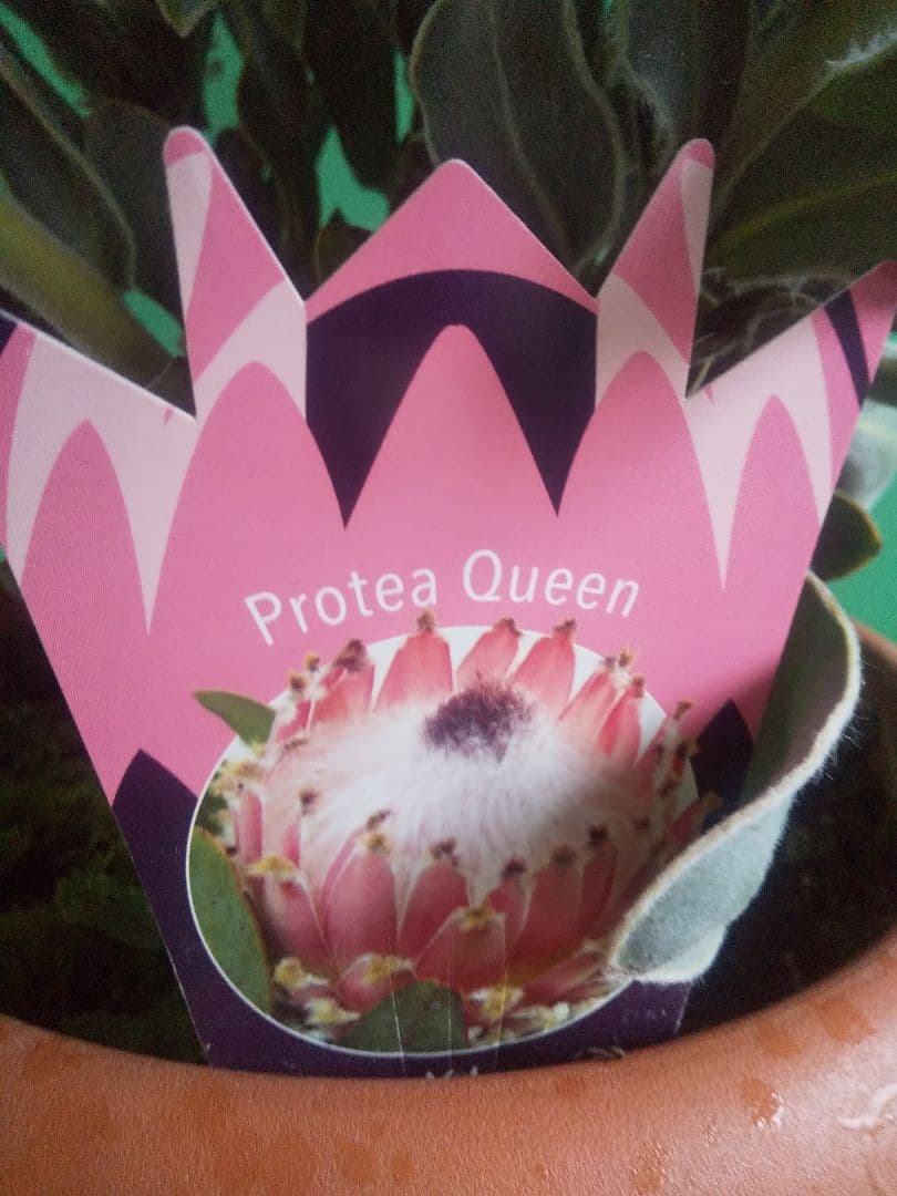 プロテア　クイーン　極太