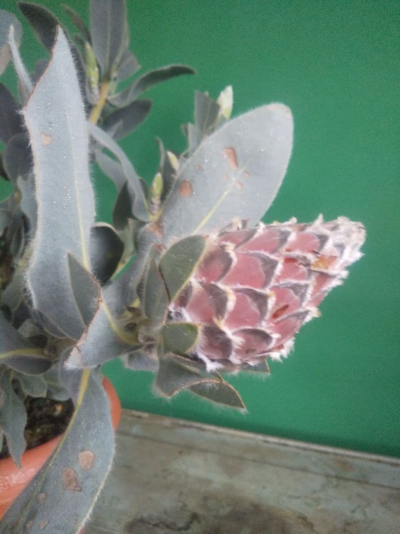 プロテア　クイーン　極太