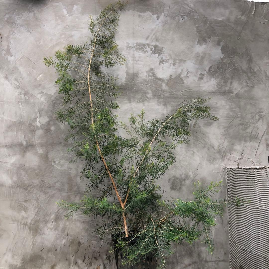 メディカルティーツリー 大型 - 常緑樹オンライン