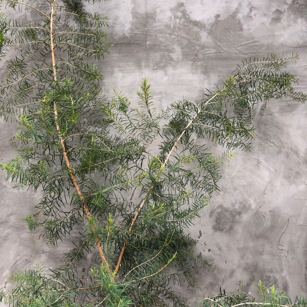 メディカルティーツリー 大型 - 常緑樹オンライン