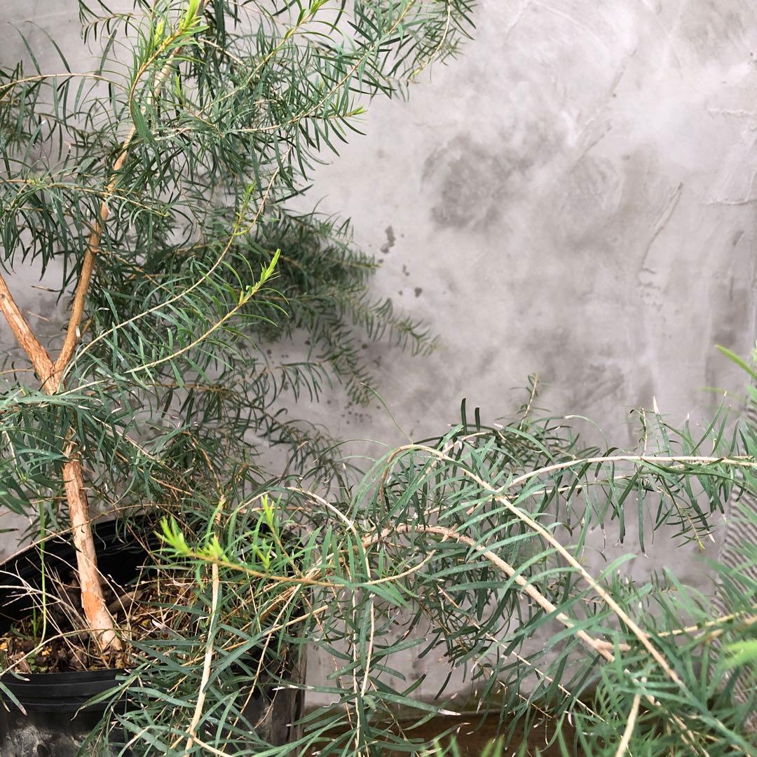 メディカルティーツリー 大型 - 常緑樹オンライン