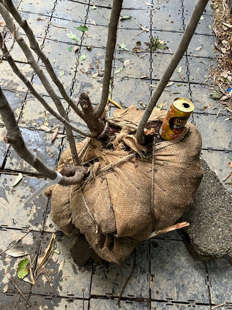 85 山採り ナツハゼ