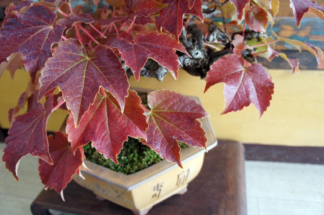 盆栽 『蔦(ツタ)』 インテリア 観葉植物 ガーデニング 園芸 アート b188