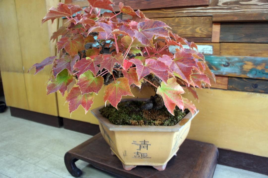 盆栽 『蔦(ツタ)』 インテリア 観葉植物 ガーデニング 園芸 アート b188