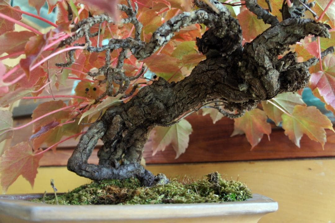 盆栽 『蔦(ツタ)』 インテリア 観葉植物 ガーデニング 園芸 アート b188