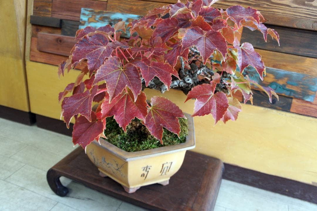 盆栽 『蔦(ツタ)』 インテリア 観葉植物 ガーデニング 園芸 アート b188