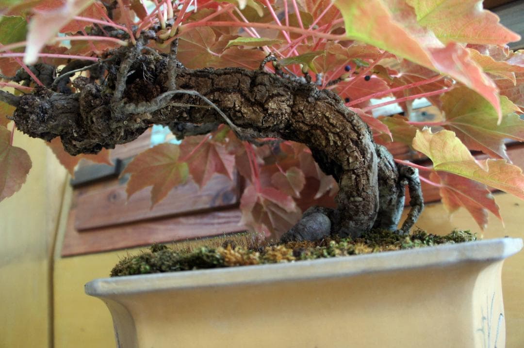 盆栽 『蔦(ツタ)』 インテリア 観葉植物 ガーデニング 園芸 アート b188