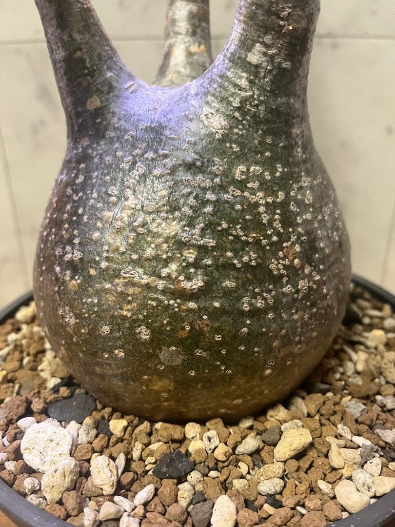 パキポディウム グラキリス