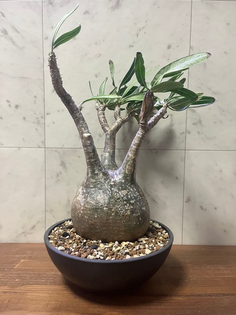 パキポディウム グラキリス