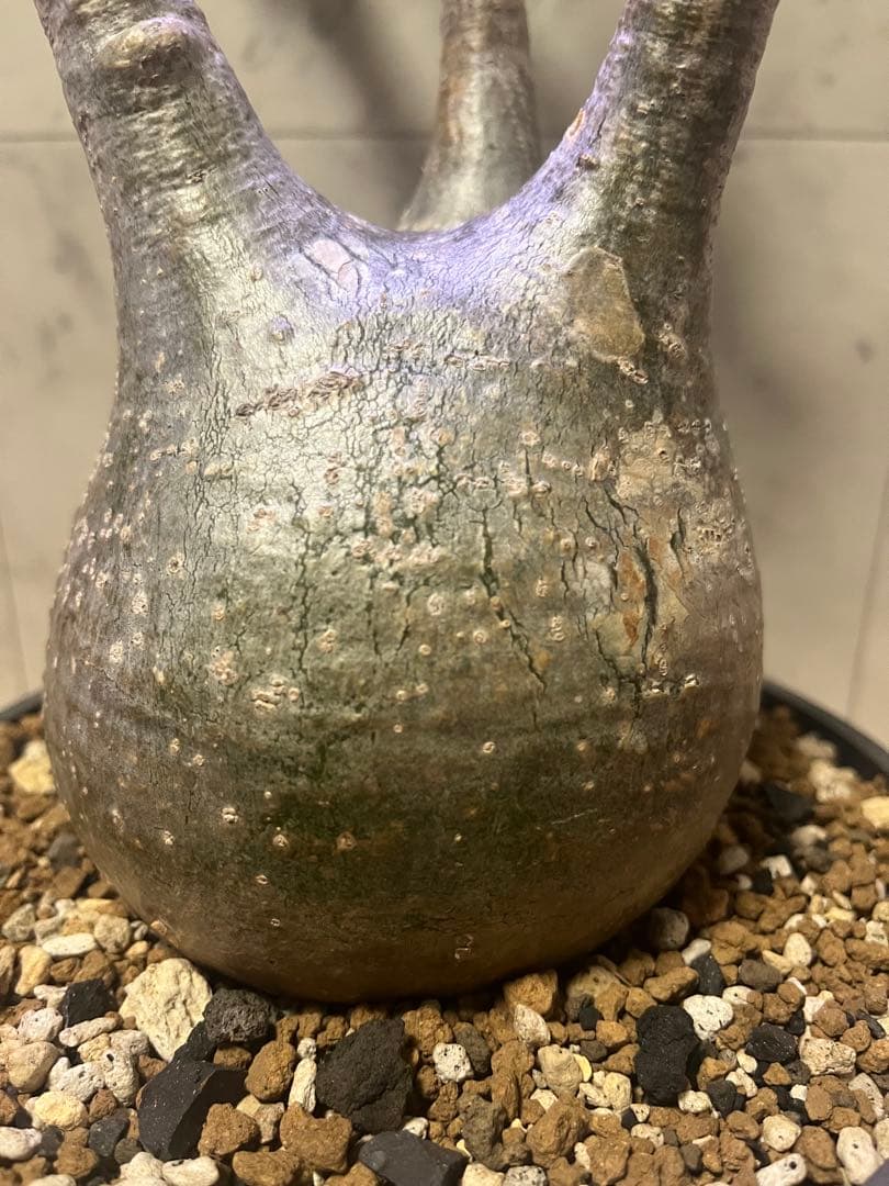 パキポディウム グラキリス