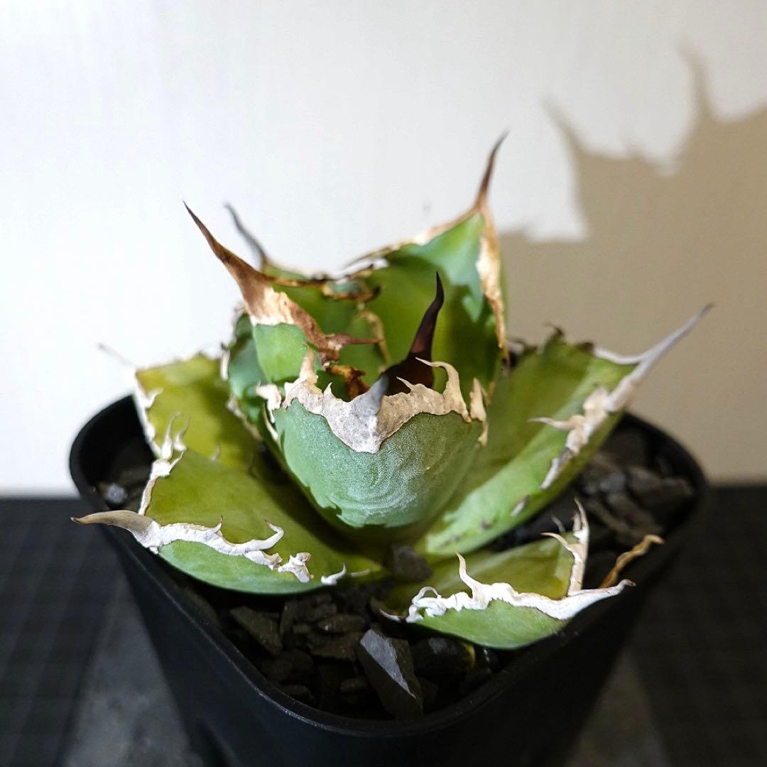 どんどん2128 2103 1214 2129 0000ハデス追加