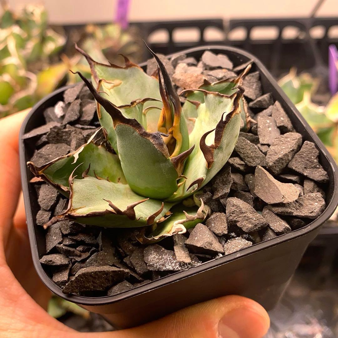 どんどん2128 2103 1214 2129 0000ハデス追加