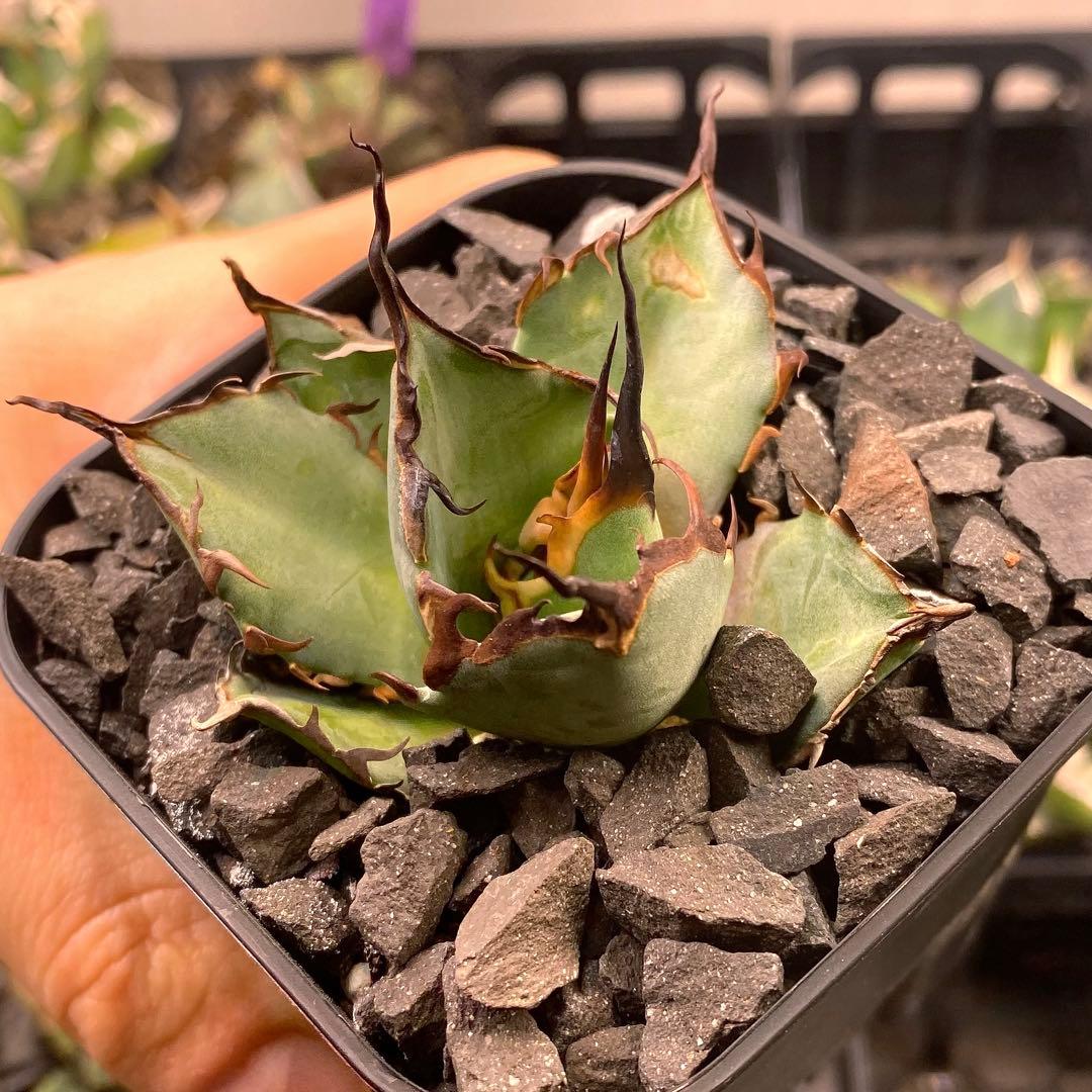 どんどん2128 2103 1214 2129 0000ハデス追加