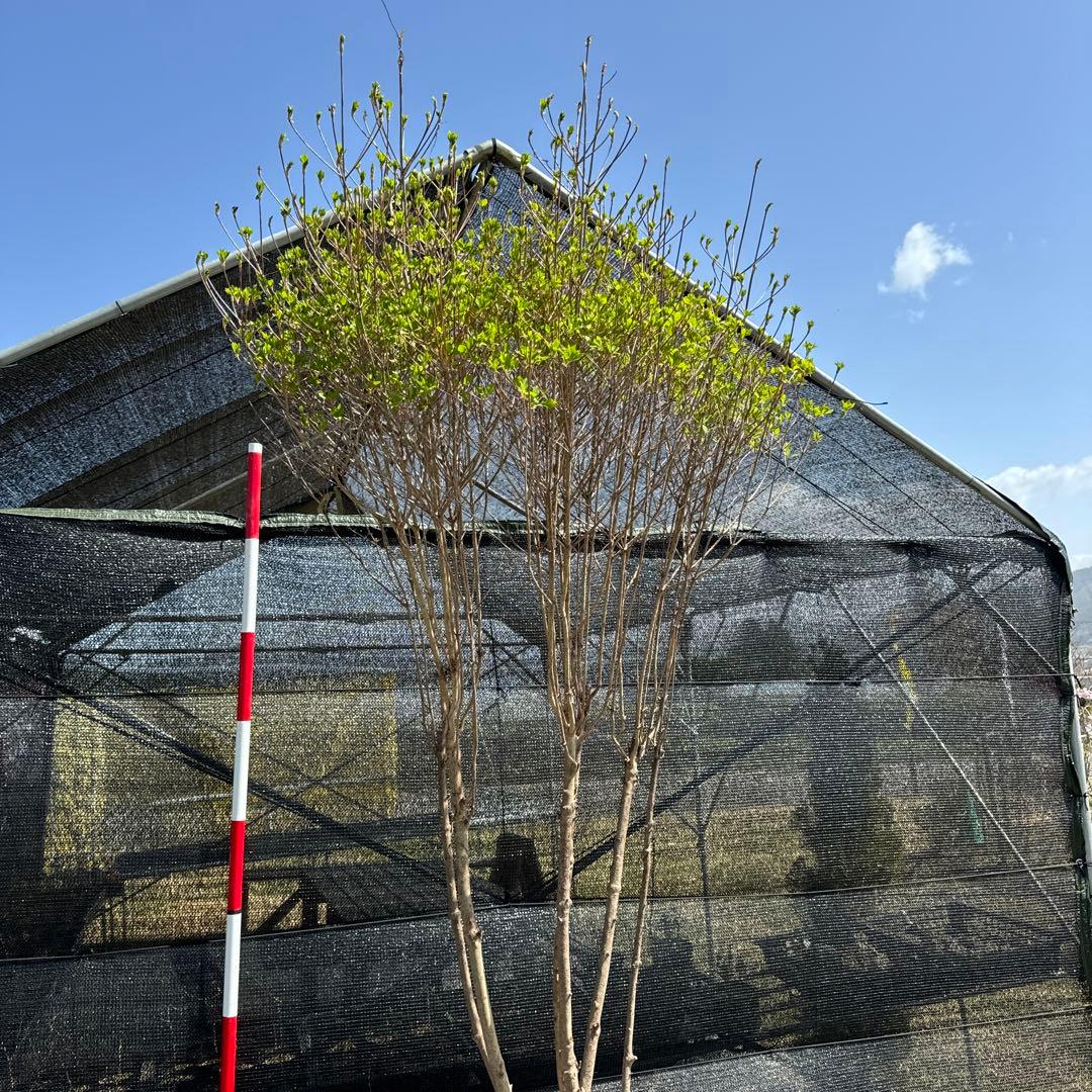 《お引き取り/本州配送可》特大株/ドウダンツツジ【現品限り】2-2