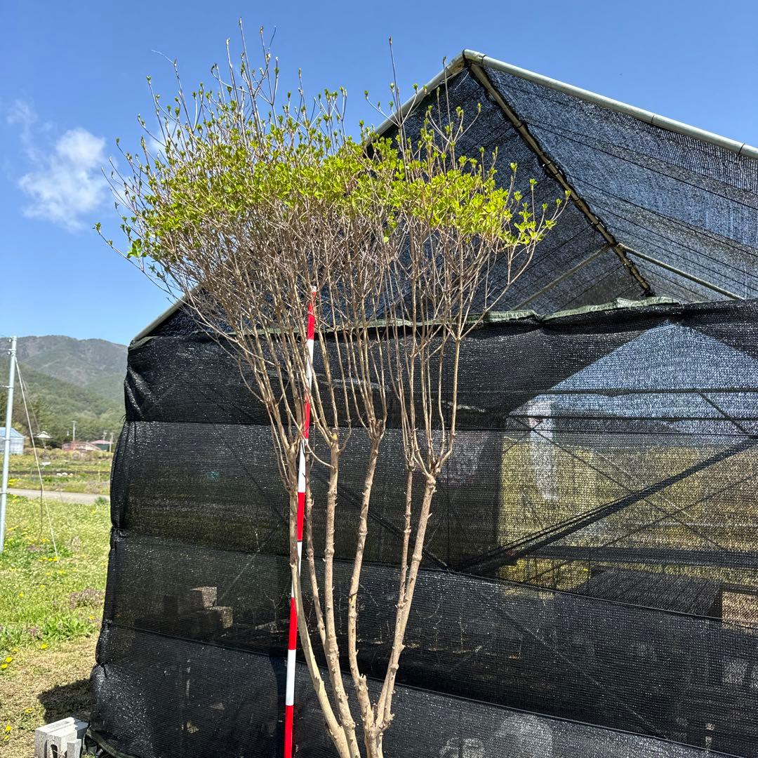 《お引き取り/本州配送可》特大株/ドウダンツツジ【現品限り】2-2