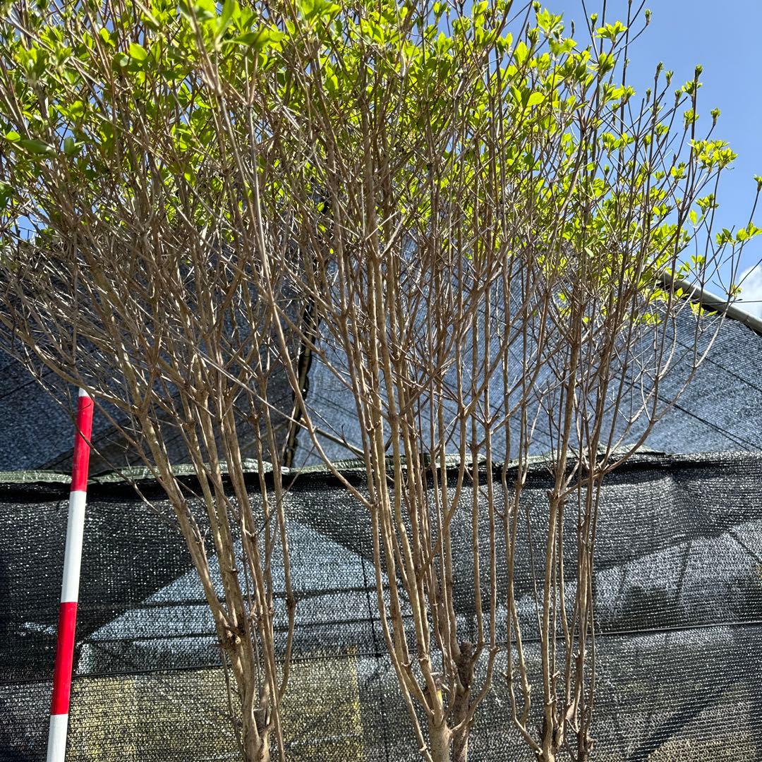 《お引き取り/本州配送可》特大株/ドウダンツツジ【現品限り】2-2