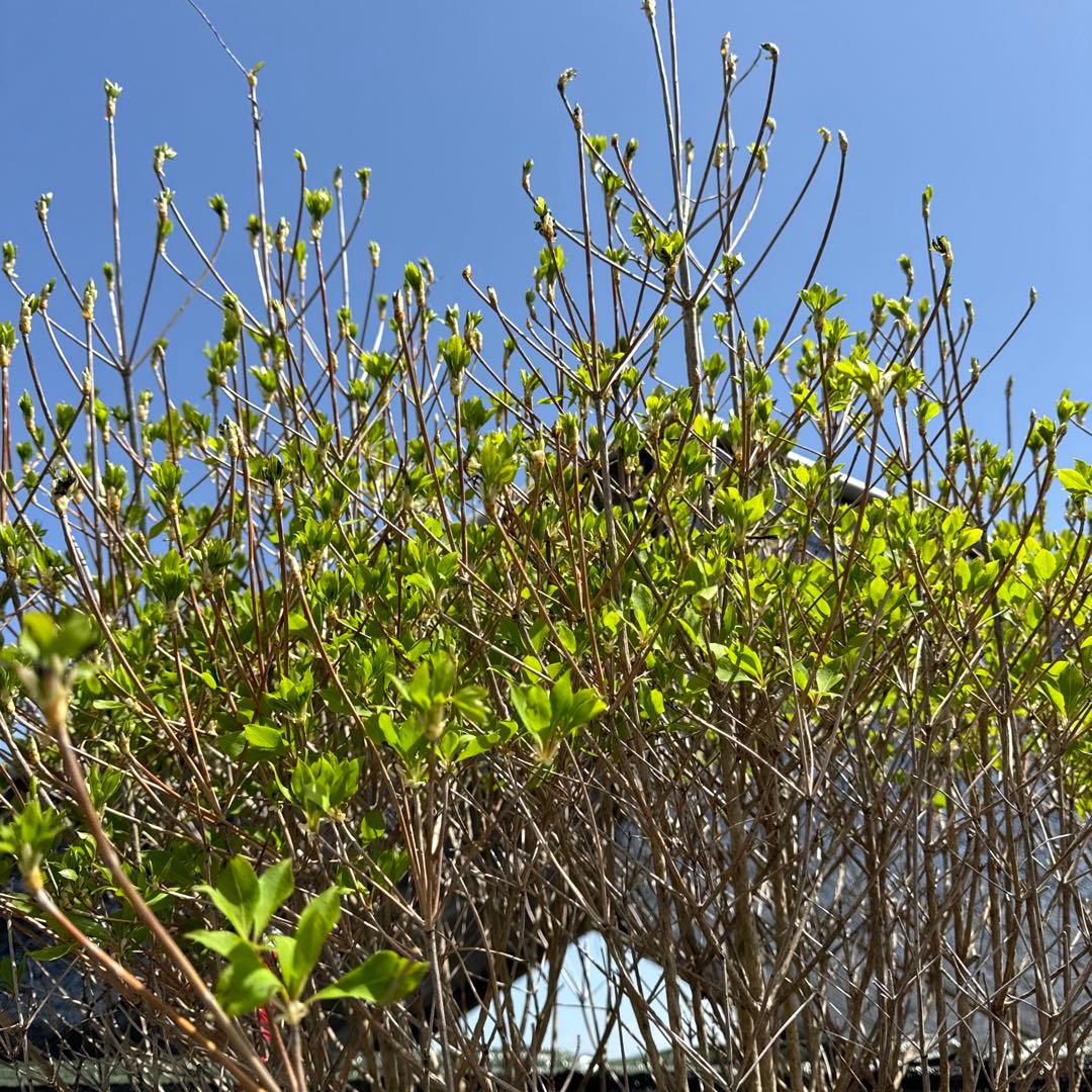 《お引き取り/本州配送可》特大株/ドウダンツツジ【現品限り】2-2