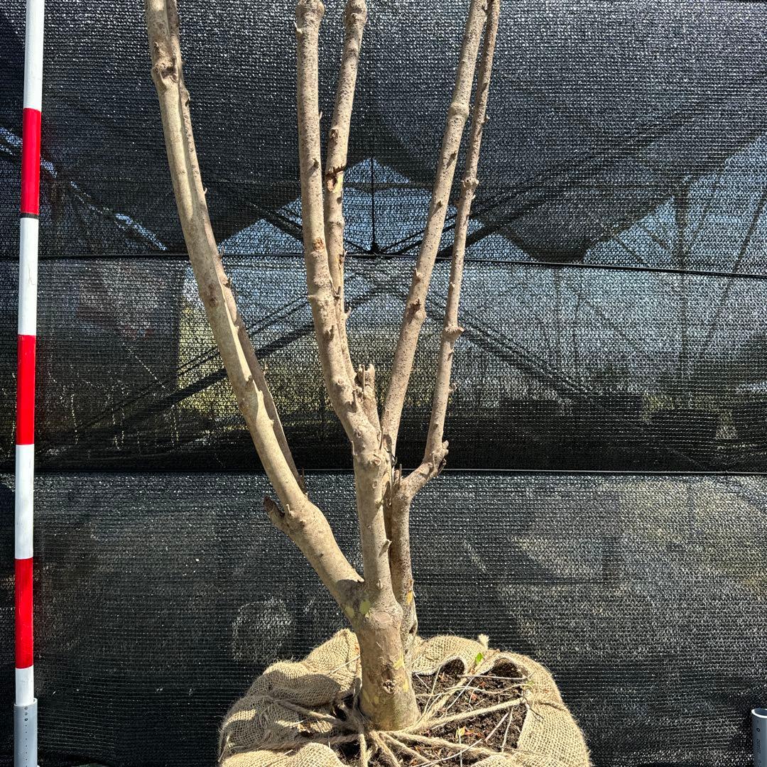 《お引き取り/本州配送可》特大株/ドウダンツツジ【現品限り】2-2