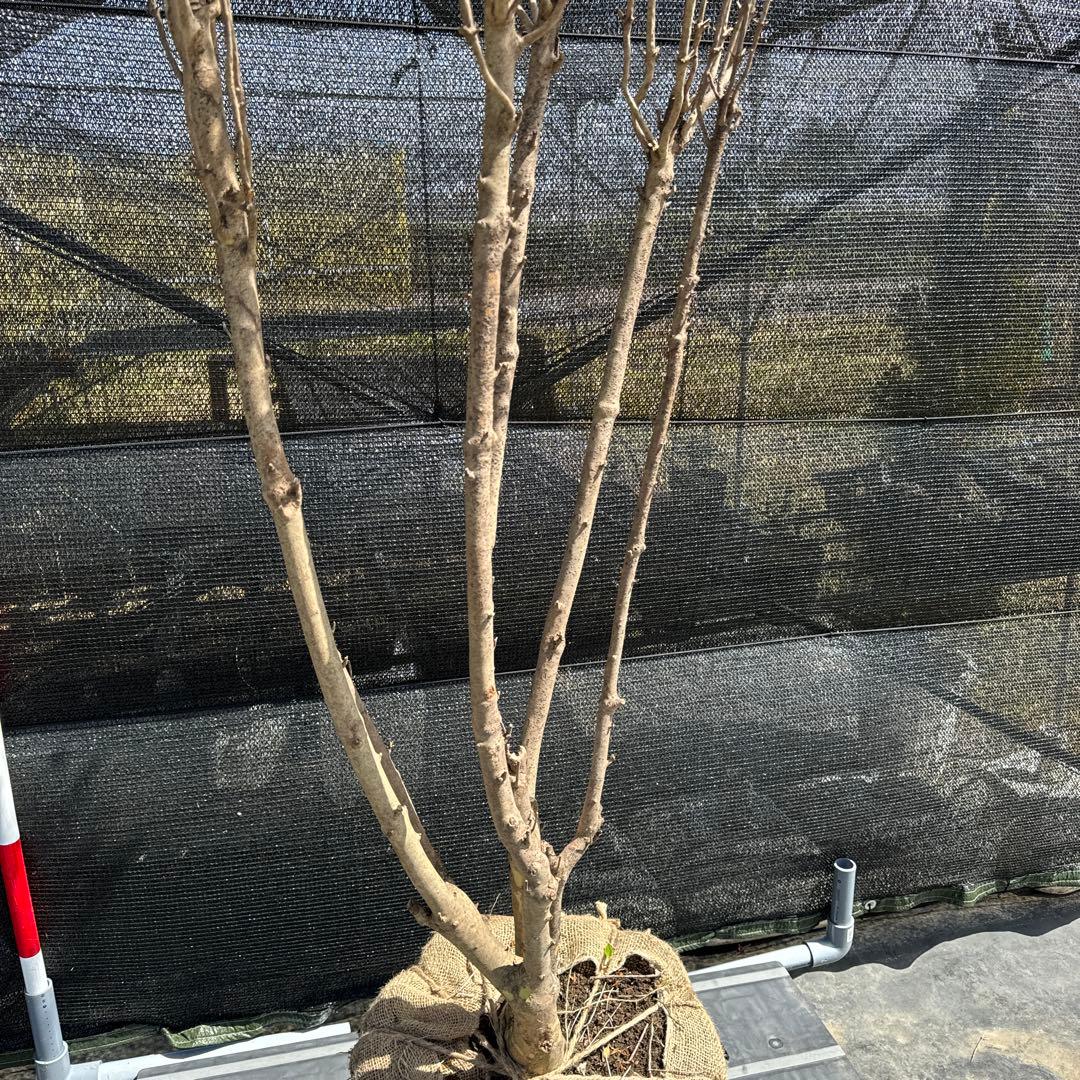 《お引き取り/本州配送可》特大株/ドウダンツツジ【現品限り】2-2