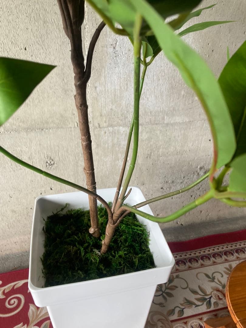 光触媒　人工観葉植物　ウォールグリーン　フェイクグリーン　ツピタンサス11