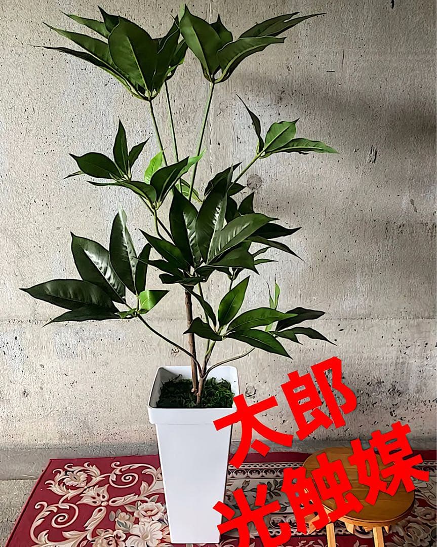 光触媒　人工観葉植物　ウォールグリーン　フェイクグリーン　ツピタンサス11
