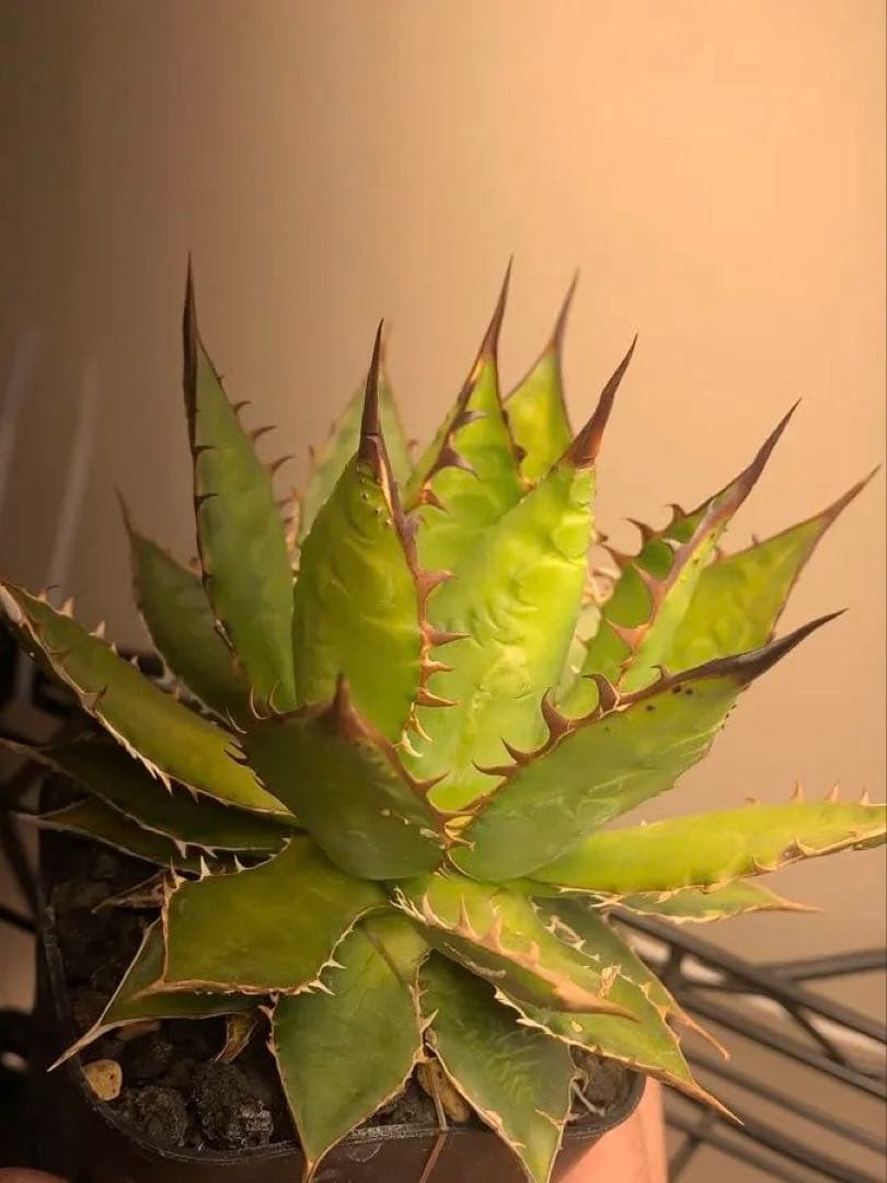 アガベ　ホリダ　裏棘　ぶつぶつ　オアハカ　オテロイ　USA ロックガーデン