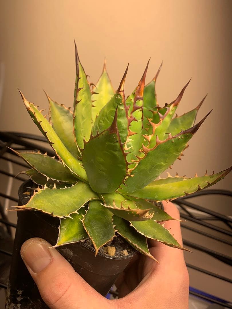 アガベ　ホリダ　裏棘　ぶつぶつ　オアハカ　オテロイ　USA ロックガーデン