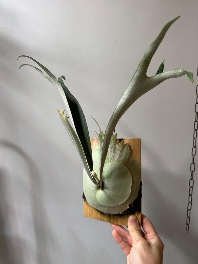 P.veitchii 'Auburn ' 子株販売　ビカクシダ