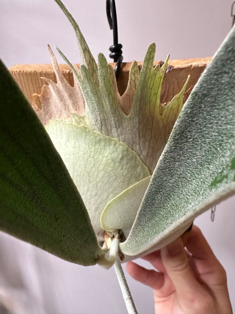 P.veitchii 'Auburn ' 子株販売　ビカクシダ