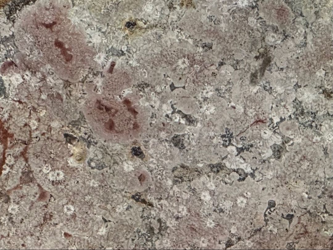 希少 飛弾梅花石 菊花石 梅花石 球果流紋岩 天然石 水石 鉱石 木製台座付き