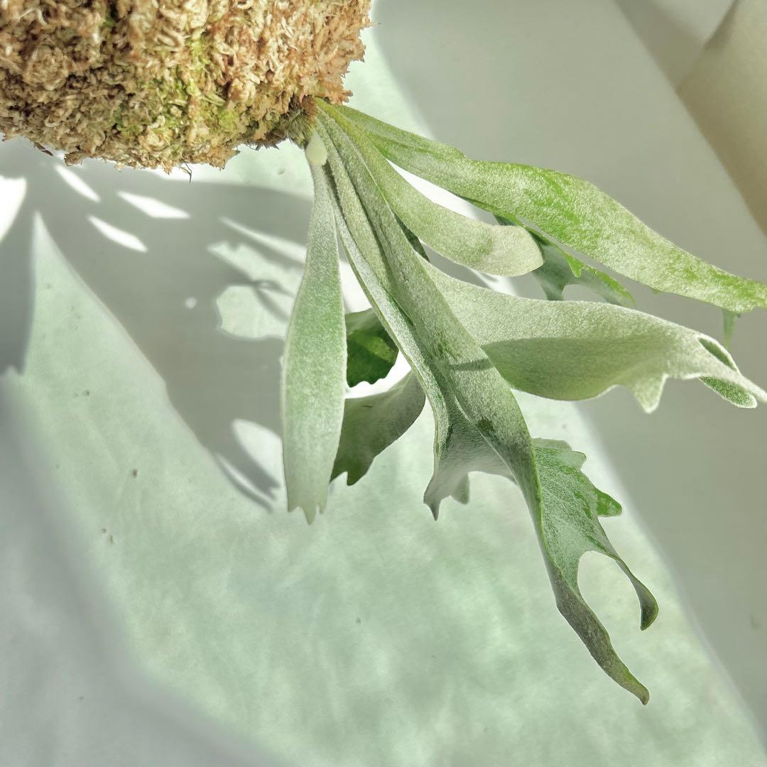 P. Willinckii Spur(TC) 【13】 - メルカリ