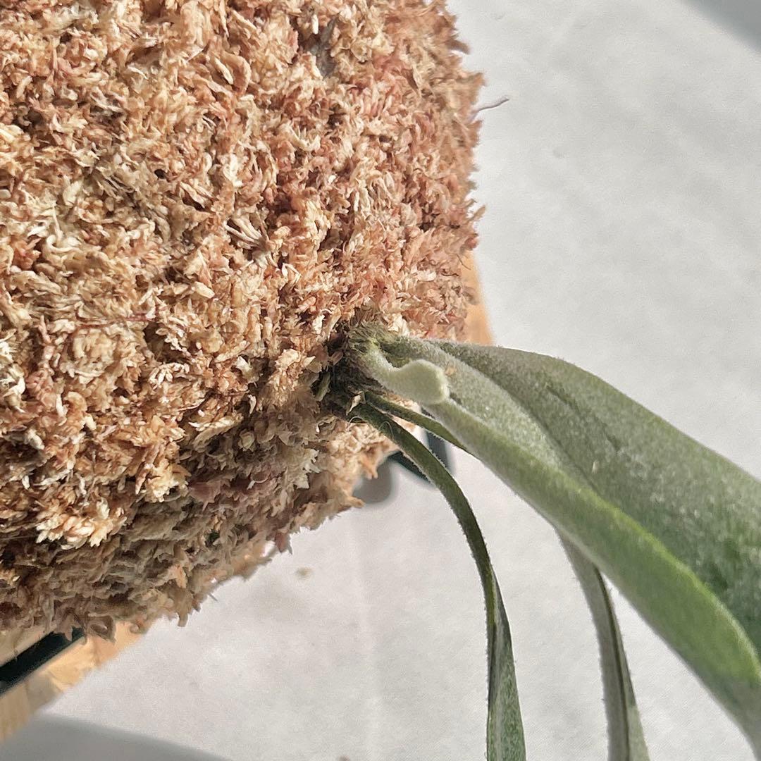 P. Willinckii Spur(TC) 【13】 - メルカリ