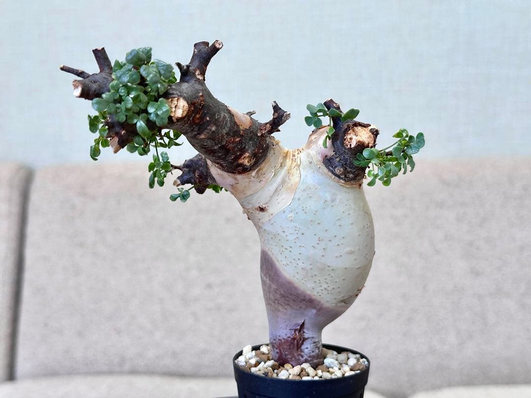 コミフォラ ピュアカタフ ソマリア産 コレクション ぷっくり