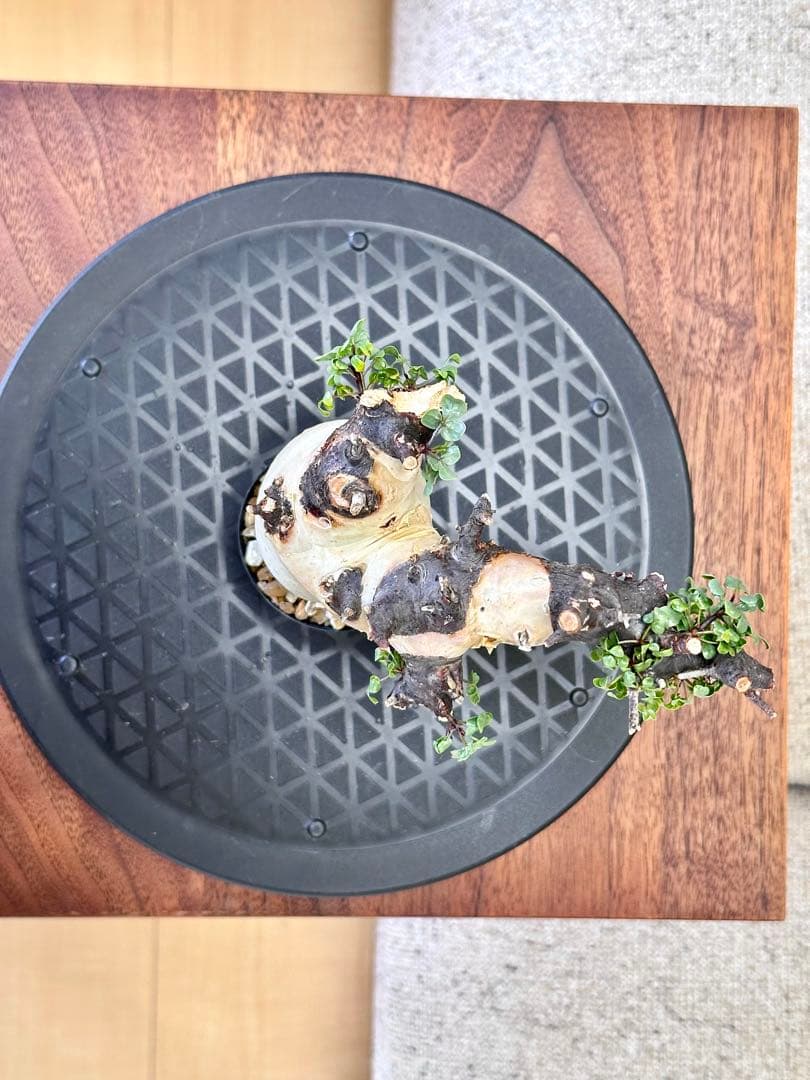 コミフォラ ピュアカタフ ソマリア産 コレクション ぷっくり