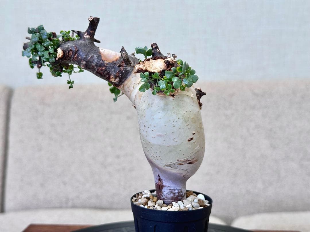 コミフォラ ピュアカタフ ソマリア産 コレクション ぷっくり