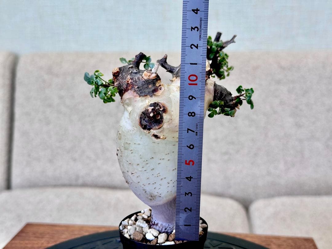 コミフォラ ピュアカタフ ソマリア産 コレクション ぷっくり