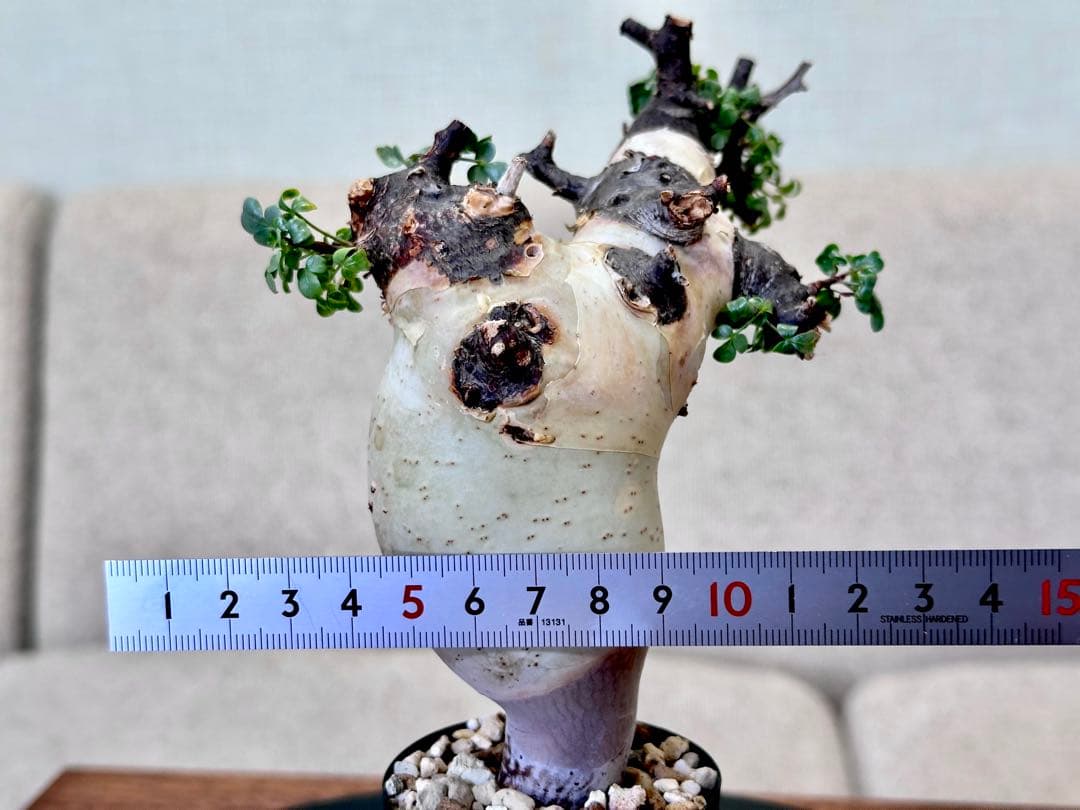 コミフォラ ピュアカタフ ソマリア産 コレクション ぷっくり